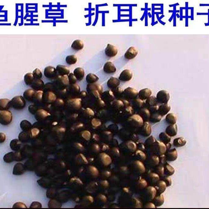 鱼腥草种子种籽折耳根种子种苗新鲜阳台盆栽四季种根500g装包邮