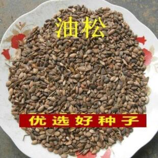 油松种子林木树种松树种子短叶松短叶马尾松红皮松东北黑松