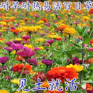 百日草花种矮杆种子春季花苗格桑花种孑四季开花庭院七彩重瓣盆栽
