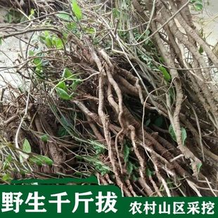 材大叶千斤拔种子野生一条根小叶千金拔种籽蔓性千斤拔