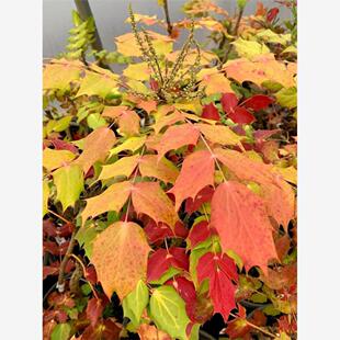 十大功劳种子四季多年生种籽籽