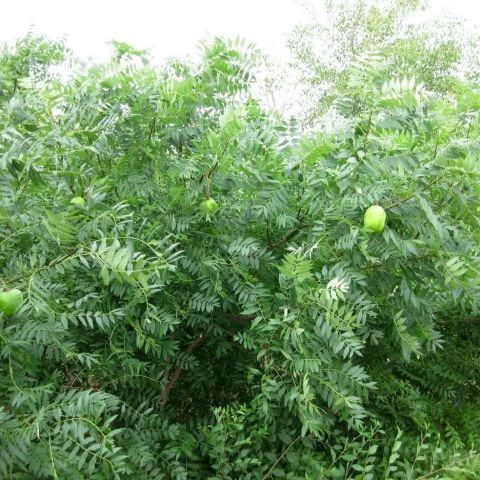 新采当年文冠果种子 木瓜籽 优质文冠树种子食用野生地栽观花种籽