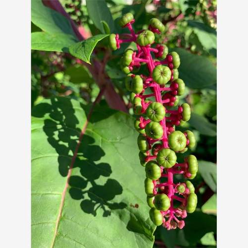 商陆种子四季多年生种籽