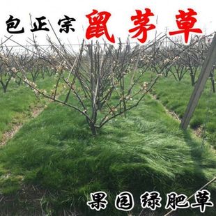 鼠茅草种子果园树林绿肥鼠矛毛草籽四季可种草籽包出芽