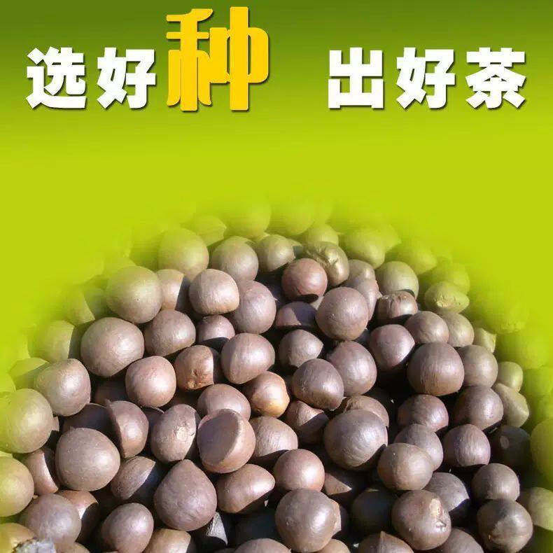 早茶种子绿茶籽乌牛茶籽奶白茶籽红茶树籽茶叶树籽
