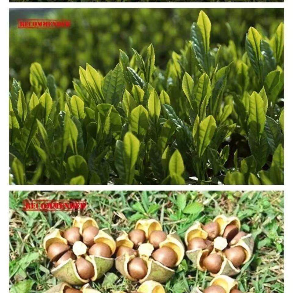 精选绿茶种子种子树种子叶种子树籽/红茶种子/绿茶籽