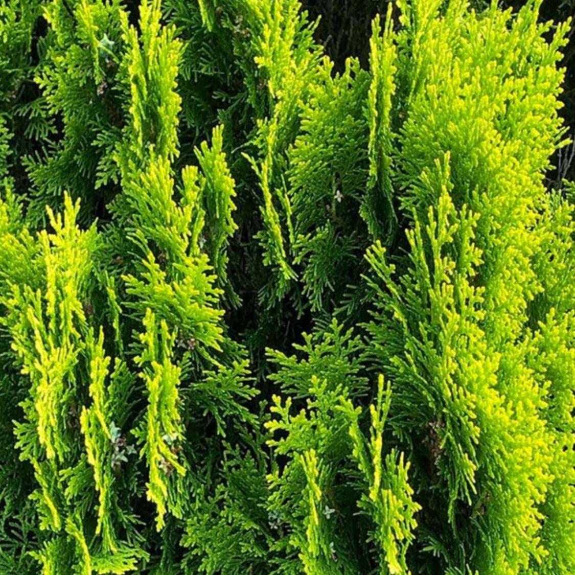 侧柏种子柏树籽枕头颈椎