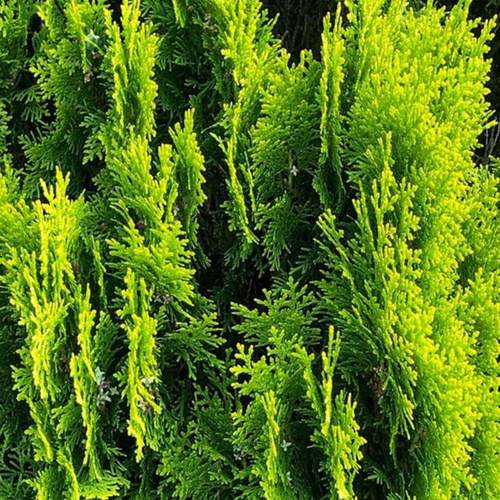 侧柏种子柏树籽枕头颈椎