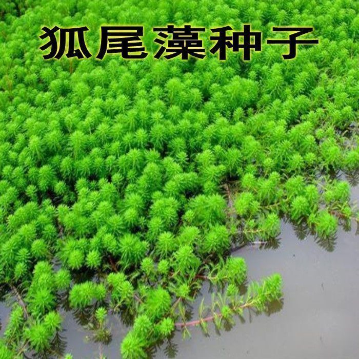 【买5斤送1斤】养鱼虾蟹狐尾藻草籽 轮叶狐尾藻 粉绿狐尾藻种子