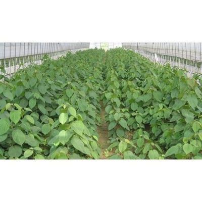 珙桐水梨子种子鸽子花树种籽花卉林木树苗鸽子树种孑庭院绿化树种