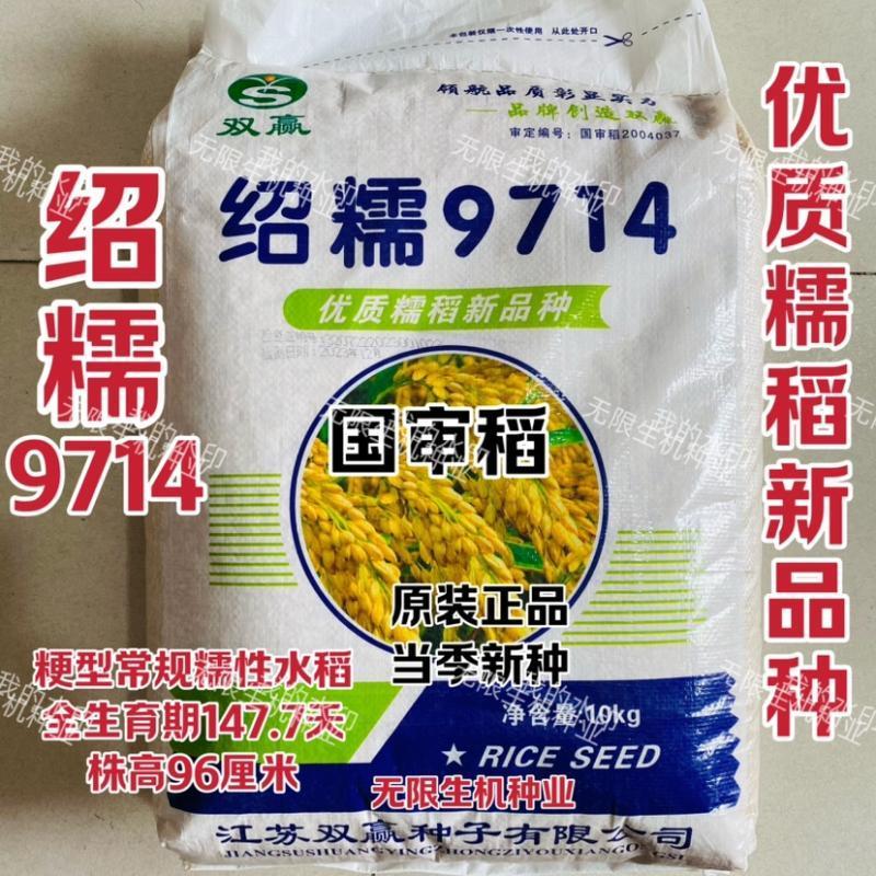 绍糯9714水稻种子优质糯型常规粘稻谷种籽高产抗病大田春夏播种孑