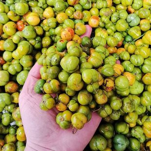 云南滇黄精种子红花多花姜型黄精种子不倒苗老虎姜种籽当年新货