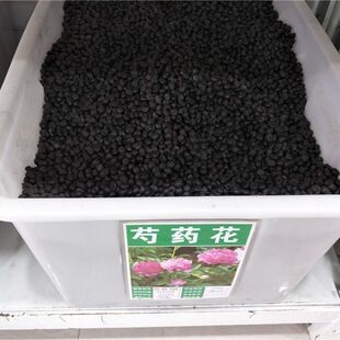 赤芍种子中药材芍药种子赤芍籽 白芍种子红药种籽 白芍药种苗