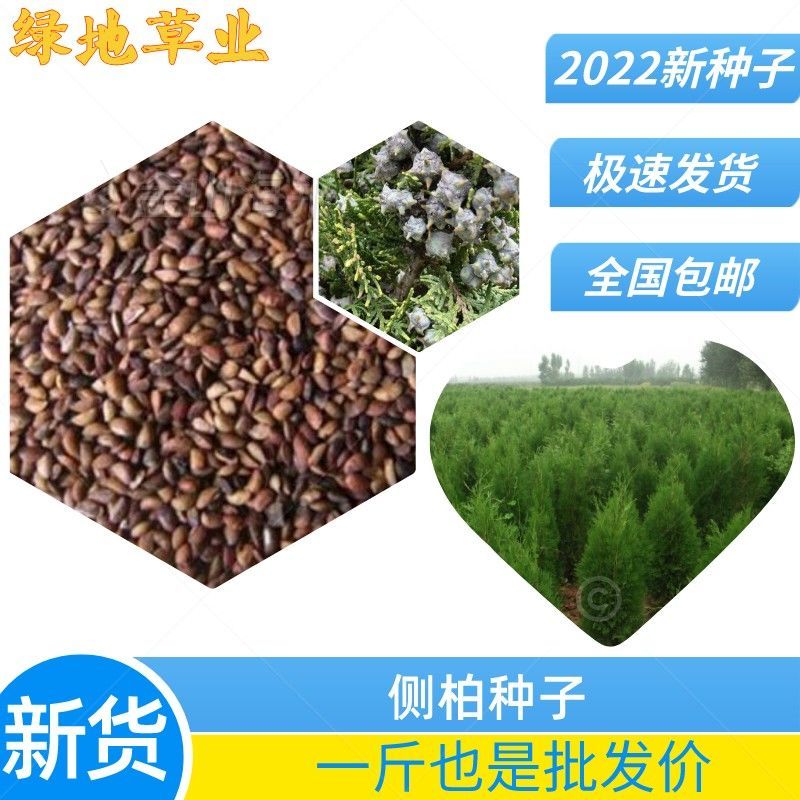 侧柏种子侧柏籽林灌木种子林木种子绿化常青树种子包邮