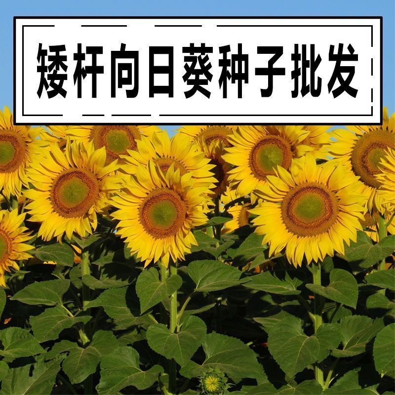 向日葵种子观赏食用切花向日葵花种籽葵花籽油葵矮秆室内外盆栽孑
