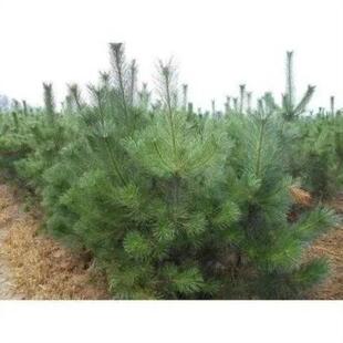 黑松树种子耐旱耐寒林木树种多年生四季常青树日本黑松种子绿化树