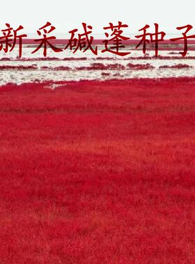 碱蓬草种子红色翅碱蓬卤蓬土壤改善沙荒地耐盐碱植物土壤改良种籽