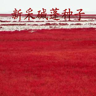 碱蓬草种子红色翅碱蓬卤蓬土壤改善沙荒地耐盐碱植物土壤改良种籽
