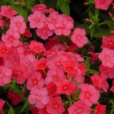 春季花种子宿根福禄考天