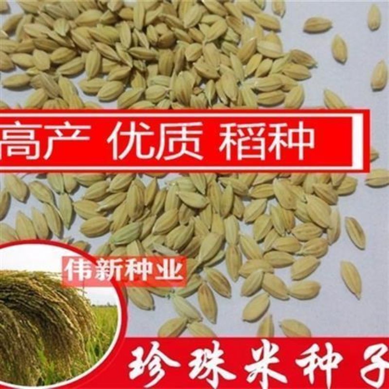高档珍珠香米种子崇明大米水稻种子稻谷籽优质高产非杂交水稻种子