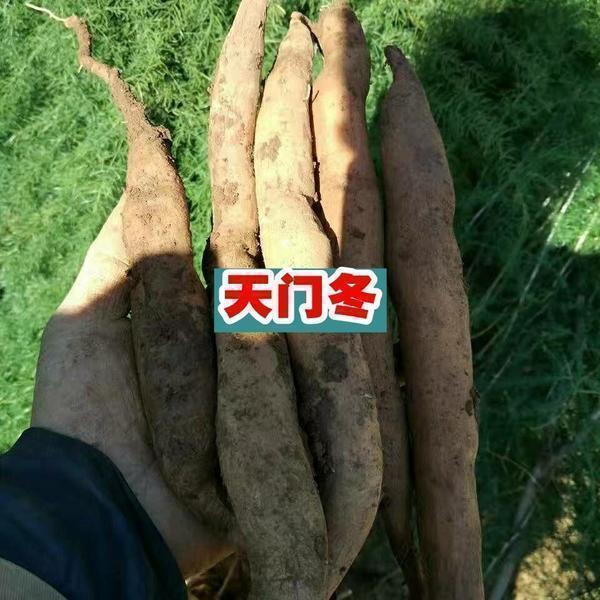 正宗天冬种子云南天门冬种子种苗大天冬种籽天冬籽门冬中药材种子