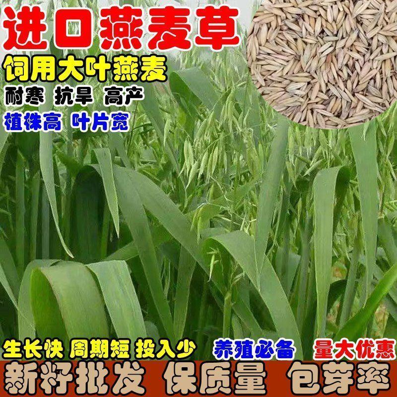 饲用燕麦草种子进口大叶燕麦籽种四季养殖牛羊鱼食用牧草耐寒