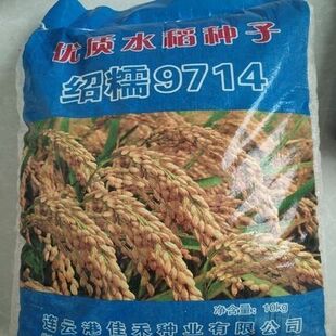 正宗高产好吃可留种水稻子旱稻种子旱谷香米旱稻籽糯谷种稻谷种子