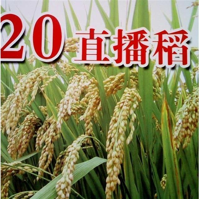 旱稻种子高产临旱1号山地丘陵旱地直播常规稻谷水稻旱谷种子旱地