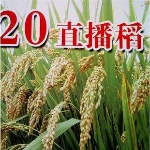 旱稻种子高产临旱1号山地丘陵旱地直播常规稻谷水稻旱谷种子旱地