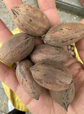 碧根果种子多年生坚果树种籽籽