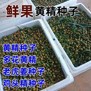 云南红花滇黄精种子老虎姜不倒苗黄精种子节节高多花姜型黄精种籽