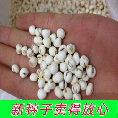 中药材种子川贝贝母种子青贝浙贝甘肃贝种子阳台庭院盆栽种植包邮