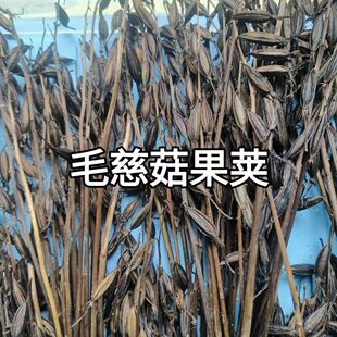 毛慈菇种子 毛慈菇果荚 种植包技术高产培育 送菌种