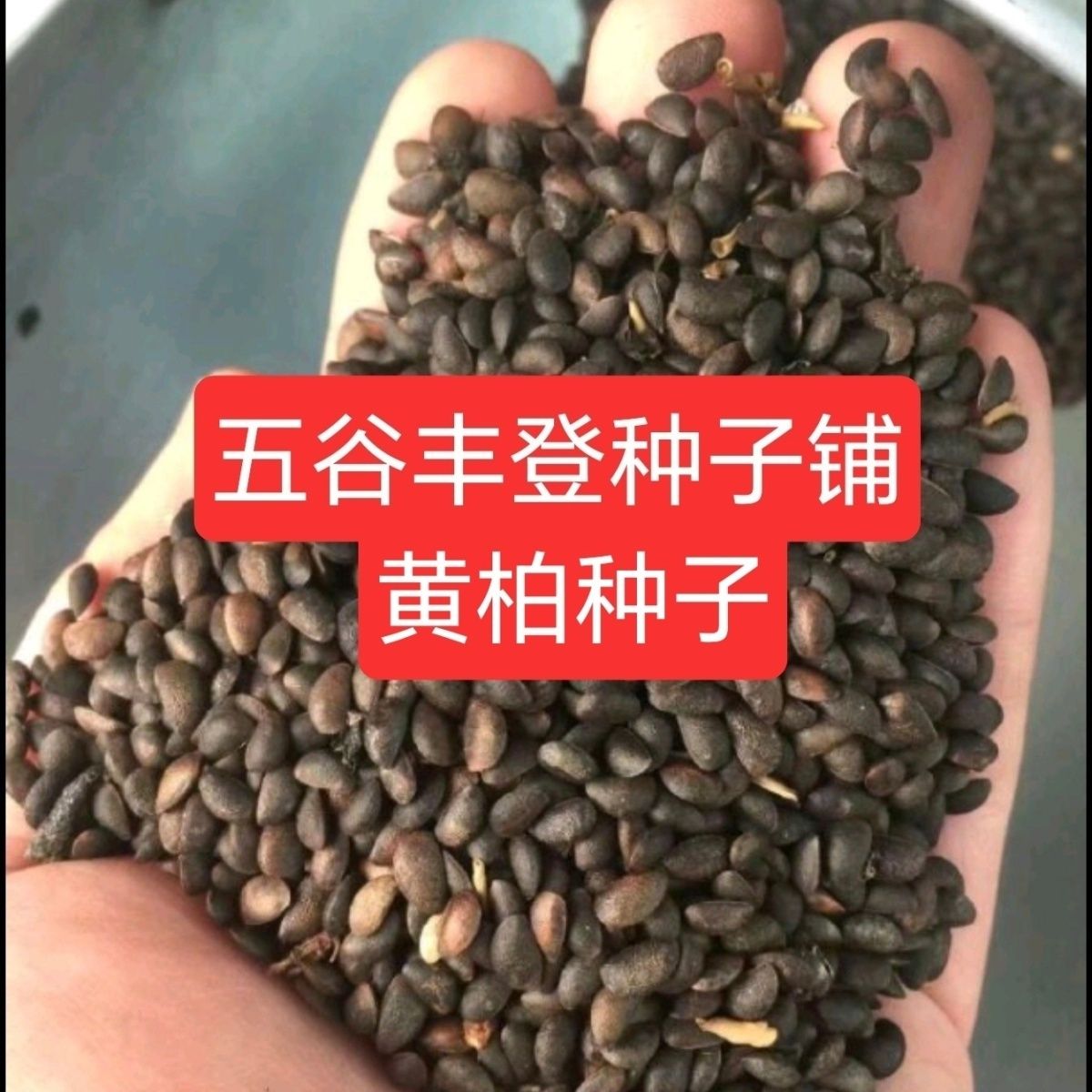 正宗川黄柏种子大叶厚皮