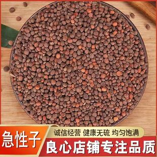 急性种子急性子种子黄鸟专用食白苏子苏子中药材籽食用新货到店