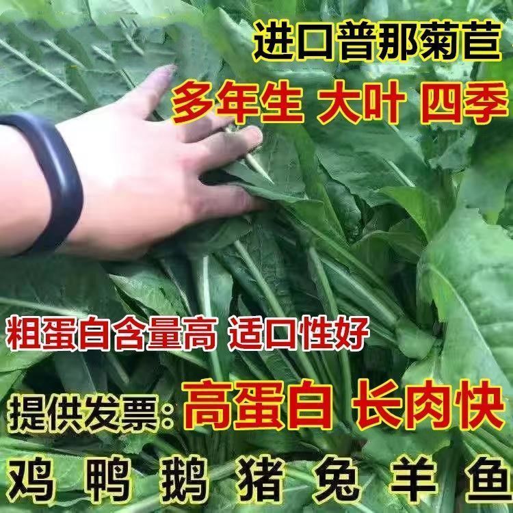 进口大叶采宝菊苣种子四季多年生耐寒牧草养殖鸡鸭鹅猪羊鱼草种籽