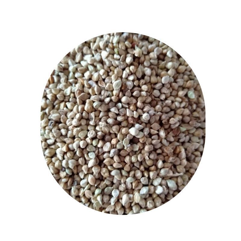 小米草种子水稗草籽小米草籽家畜喜食牧草种子