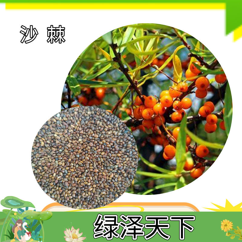 林灌木籽沙棘种子耐寒植物沙棘醋柳黄酸刺酸刺园林种籽春秋可种籽