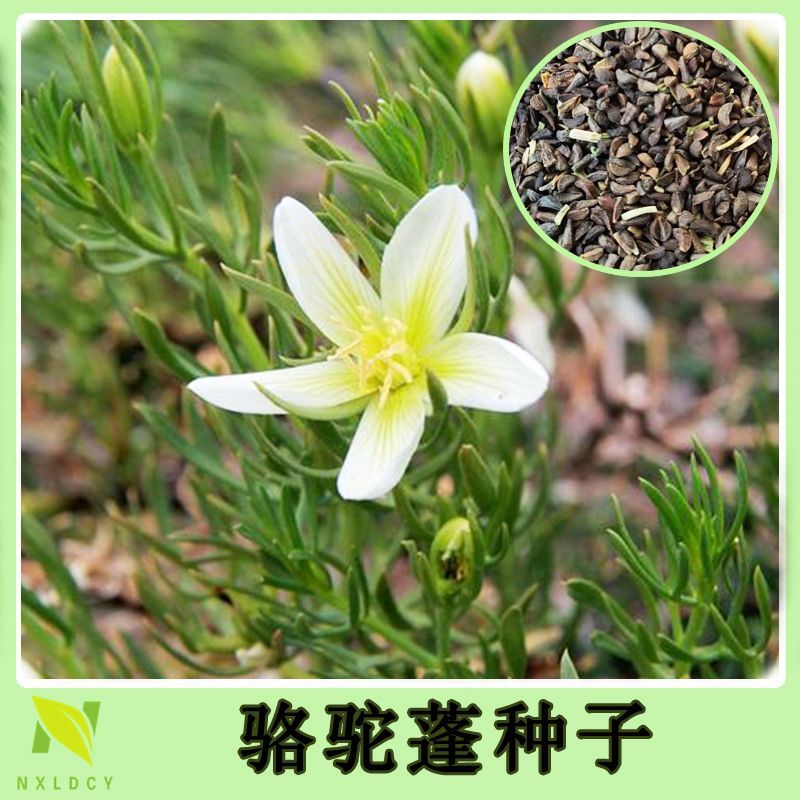 骆驼蓬种子多年生沙生植