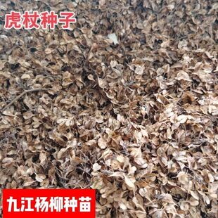 虎杖种子当新采虎杖种子名贵中药材种子虎杖净种子 野生虎杖种子