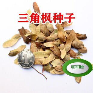 三角枫树种子三角槭鸡爪槭树种子园林绿化庭院绿化