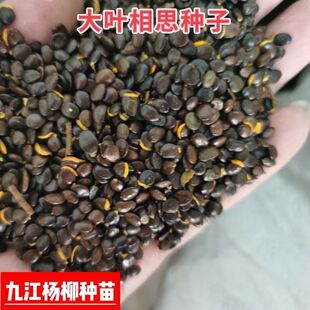 新采台湾相思种子大叶相思树种子马占相思种籽马大相思肯氏相思