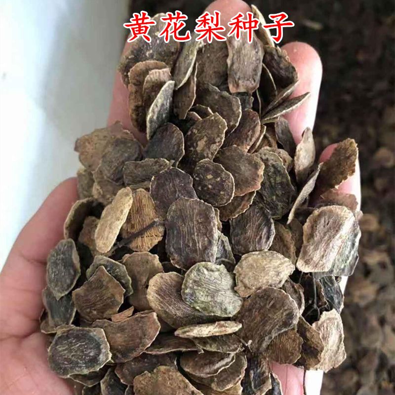 新采黄花梨种子 正宗海南黄花梨种子 降香黄檀种子花梨木树种包邮