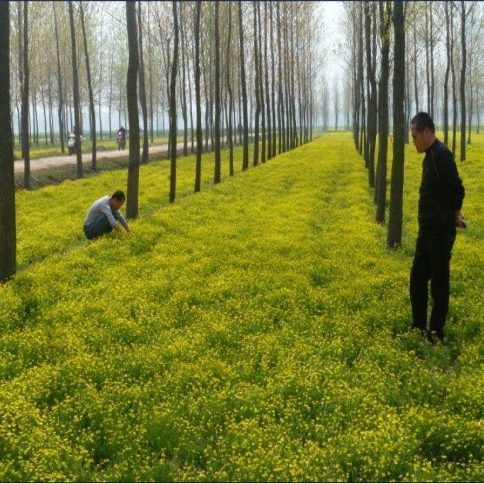 新采药材种子猫爪草种