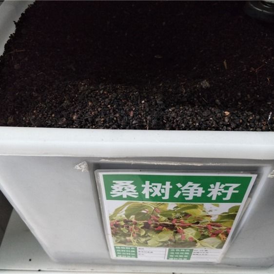 大叶桑树种子 四季桑葚果种子 农桑14号 强桑1号 养蚕桑树种