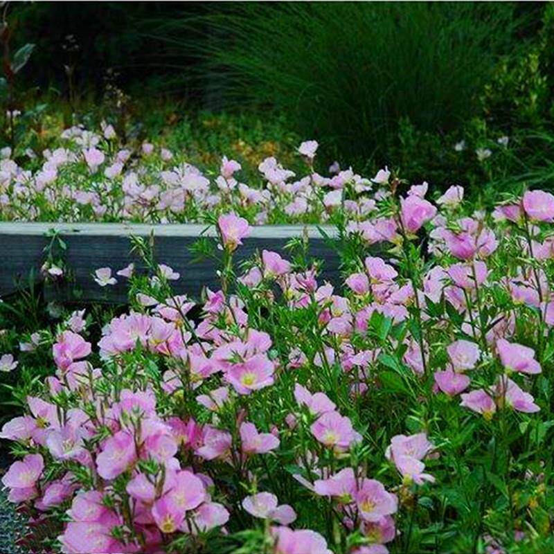 室外花种喜阴花卉植物草花多年生种子路边花籽四季矮花庭院月见草