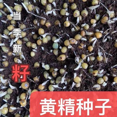 正宗云南黄精种子多花黄精种子不倒苗黄精种籽老虎姜四季黄精苗子