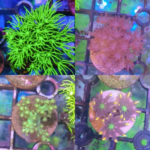 包邮4盘草皮闪千手圣诞树手心花新手套餐草皮珊瑚软体珊瑚新手