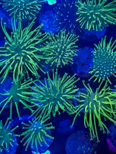 皮革珊瑚新手长须皮革小丑鱼共生海葵海缸软体珊瑚新手好养飘逸