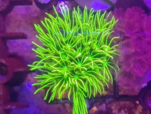 人工草皮长须荧光绿草皮人工紫草皮日本草皮海水鱼缸珊瑚